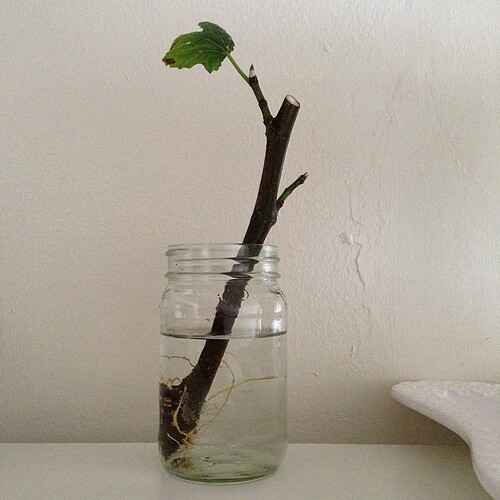 Help there, little fig sapling. Welcome home!