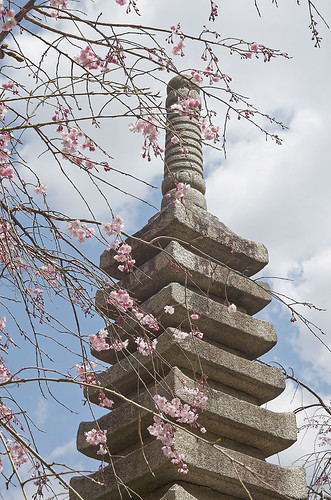 【写真】2014 桜 : 山越周辺/2021-03-24/IMGP5620