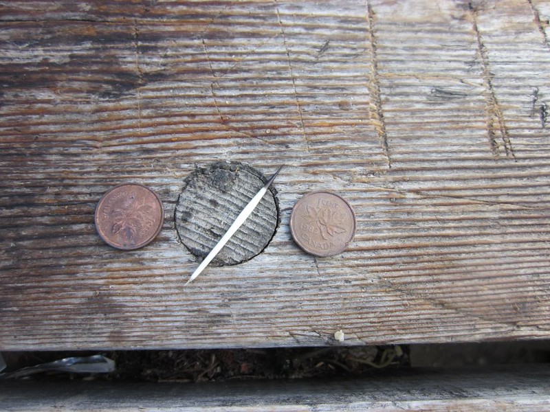 Porcupine Quill and two Canadian pennies on the table at the SK5 camp on the Skoki Lakes Trail