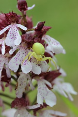 Lady Orchid - Orchis purpurea