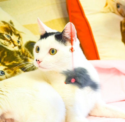 Carlo, gatito blanco con toque negro tímido y muy bueno esterilizado, nacido en Junio´14, en adopción. Valencia. ADOPTADO. 15784361803_4b5b8ddcab