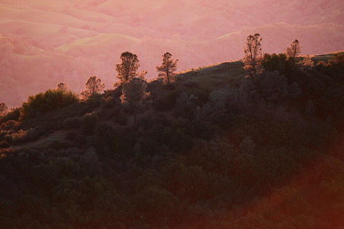 california pink trees sunset orange pine canon landscape oak hills