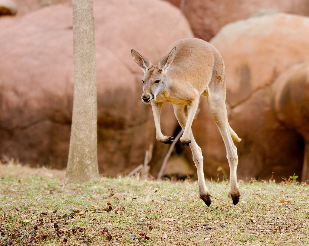 Red Kangaroo (Macropus rufus)_12