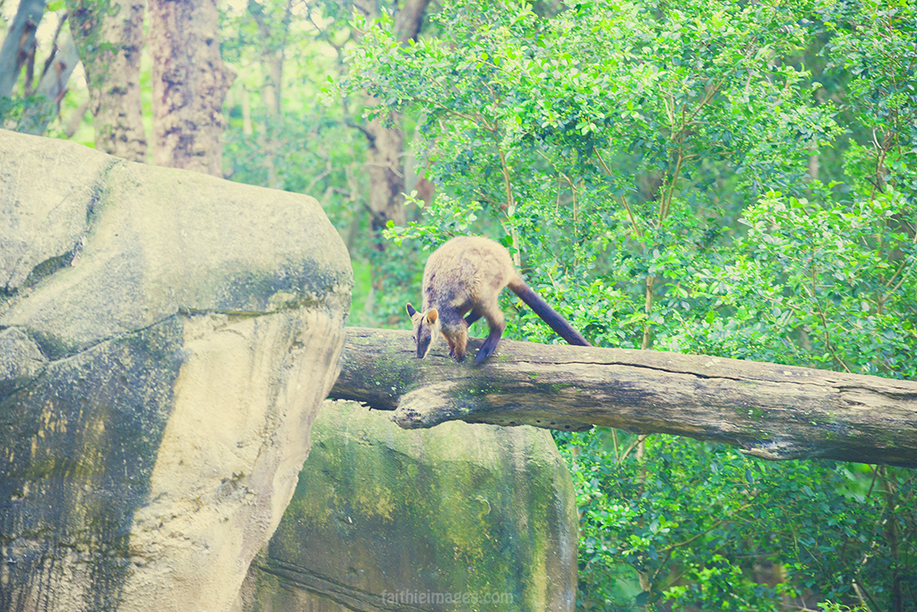 Wallaby jumpying off a tall branch