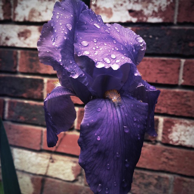 Raindrops on Iris #iris #irises #patiogardens #patiogarden #flowers #rain #raindrops #flowers