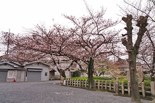 【写真】2013 桜 : 六孫王神社/2020-04-21/IMGP8945