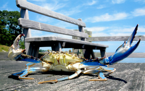 Photo of blue crab taken by Katie Macdonald