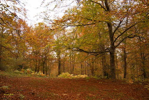 fall forest hojas otoño d60 cameros hayedo nikond60