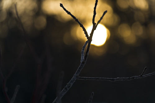 shadow sunrise nikon branch bokeh twig 52 52weekproject 52weeksofphotography d3100 nikond3100 d3100nikon