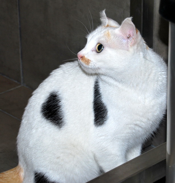Michi, gatita tricolor muy blanca, una monadita nacida en Mayo´12 necesita hogar. Valencia. ADOPTADA. 12014455605_0a936ea7cb_z