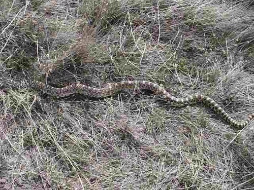 animals montana wildlife snakes bullsnake