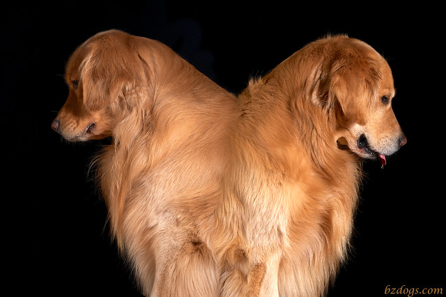 Two-Headed Dog