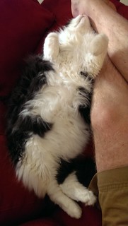 Cat nap bliss
