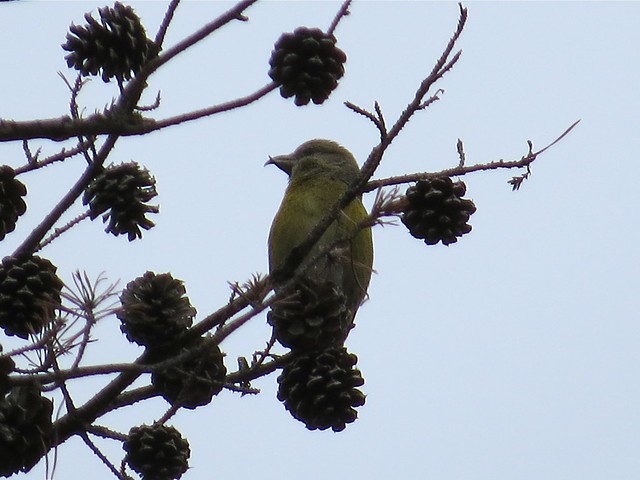 Red Crossbill at Sand Ridge State Forest in Mason County, IL 02