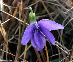 county blue early violet jackson viola palmata floridanativewildflower