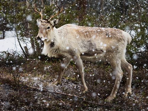 snow reindeer lappland lapland april sverige mammals vår renar vårvinter västerbottenslän evamårtensson doroteakommun
