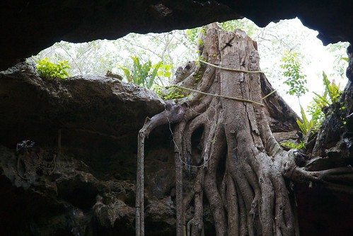 mexico roots cenote stump sinkhole cenotedzitnup
