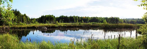 lake nature czech southern bohemia marshand