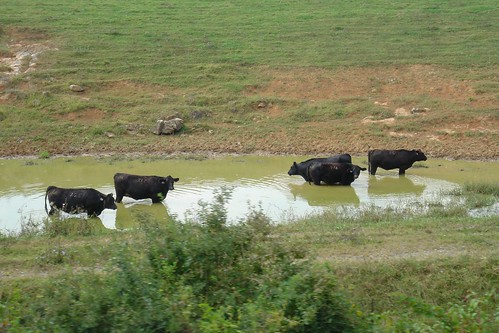lake hot cattle cows