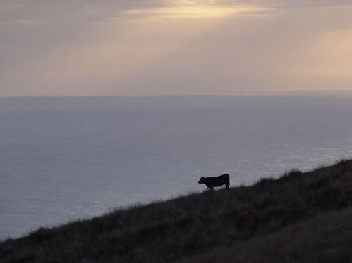 ocean california fog cheese cow humboldt pacific petrolia
