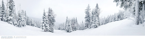 voyage trip travel trees winter panorama mountain snow canada cold tree nature america forest montagne landscape snowboarding skiing quebec hiver panoramic evergreen skiresort northamerica neige paysage wintersport arbre froid forêt charlevoix sapin iphone winterlandscape lemassif skislope sousbois travelphotography evergreentree winteractivity conifère cellphonephotography traveldestination mobilephotography paysagedhiver photographiedevoyage wintrylandscape paysagehivernal photodevoyage centredeski iphoneography lemassifdecharlevoix travellocation destinationvoyage phoneograghy lemassifskiresort