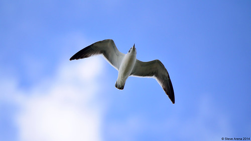 bird birds fly flying inflight louisiana flight welsh underneath gul 2014 laridae franklinsgull laruspipixcan underwing larid undertail flightshot hughesroad jeffersondavisparish frgu yrarf hughesroadcrawfishfarm