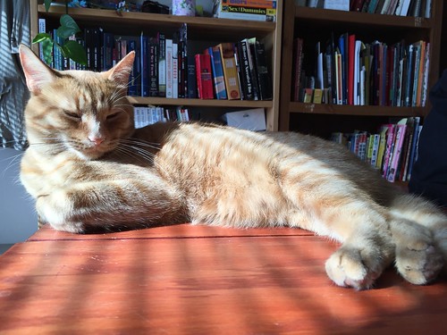 Sunlight, a cat and books