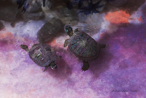 animals purple colores turtles tortugas morado zoochilpan