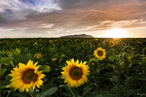 sunset flickrfriday atardecer sunflower wow