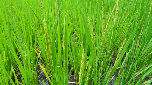 plant rice