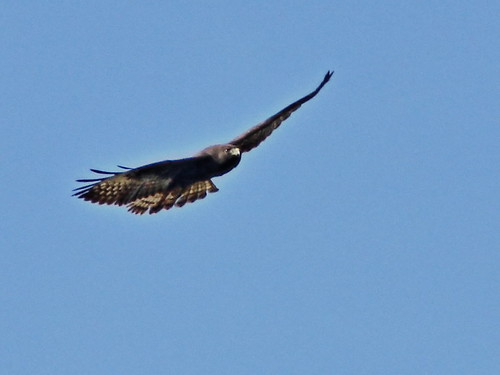 Short-tailed Hawk dark morph 2-20131023