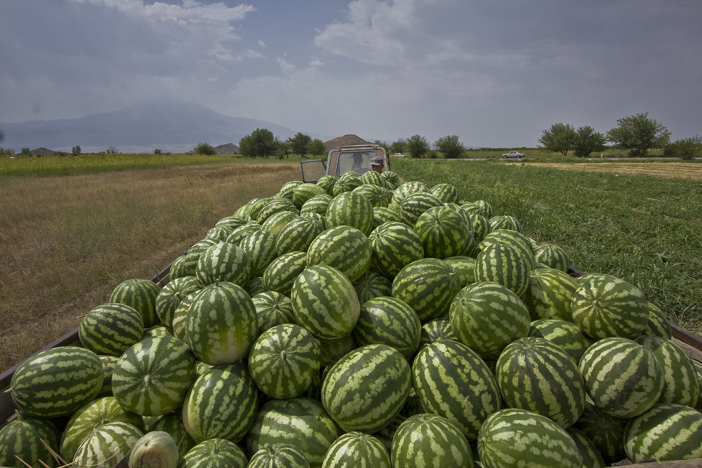 Watermelons in the Ararat valley
