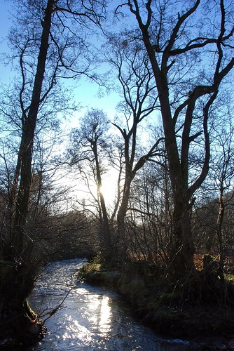 uk trees winter england nature landscape nikon scenery shropshire 2014 d80