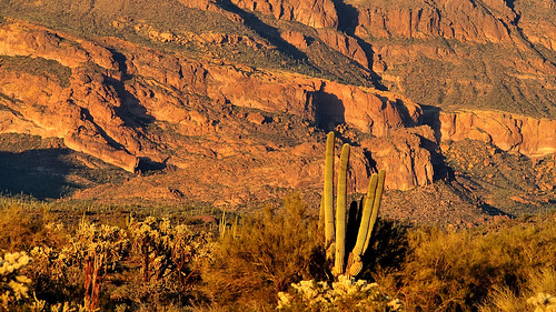 pl5 edk7 2013 usa arizona pinalcounty goldcanyon peraltaroad sonorandesert sunset cactus saguaro landscape nature