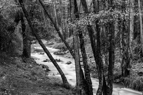 wood bw water river cyprus