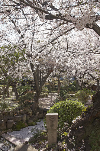 【写真】2014 桜 : 四天王寺/2021-03-19/IMGP5829