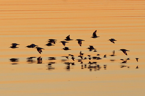 sunset orange reflection birds sanfranciscobay sanleandromarina 1on1sunrisesunsets nationalgeographicyourshot