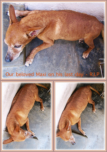 Farewell Maxi, our beloved and adorable companion