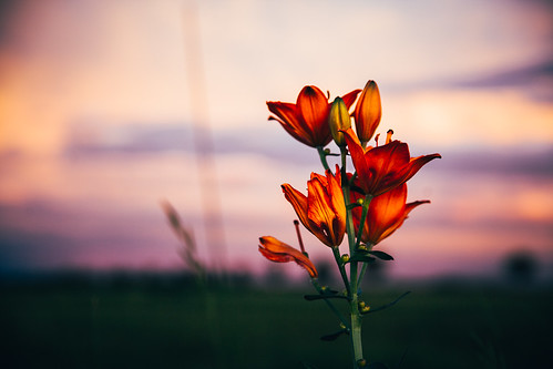 light sunset sky cloud plant flower color nature contrast dark outside evening focus colorful glow blossom dusk 28 vignette f28 wideopen 70mm canoneos5dii canon2470mm28ii