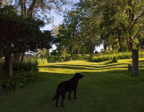 shadow dog sunlight evening