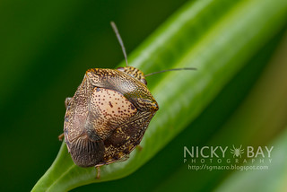 Stink Bug (Pentatomidae) - DSC_5950