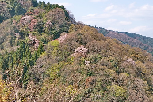 【写真】2013 桜 : 善峯寺/2021-11-23/IMGP0123