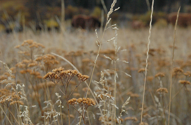fall grasses in the hills above Merritt