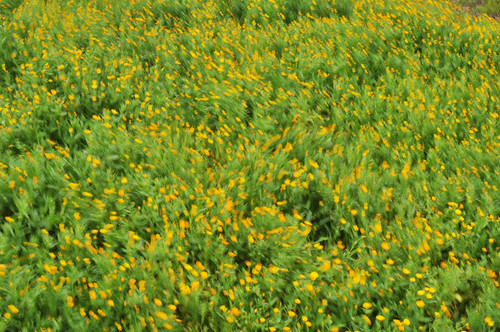 flowers verde green grass yellow wind erba giallo moved fiori vento mosso mygearandme traifiorinelvento amongtheflowersinthewind
