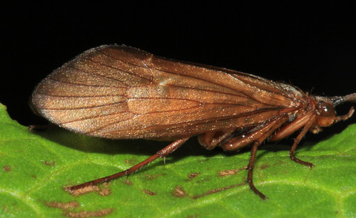 Trichoptera 11910