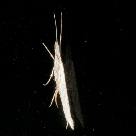 マユミオオクチブサガ Ypsolopha longus