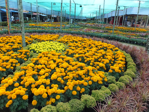 show flowers plants india flower colour creativity design display gardening kerala april horticulture thekkady kumily 2014 kallarackal