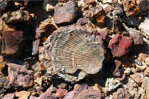 newcastle fossil
