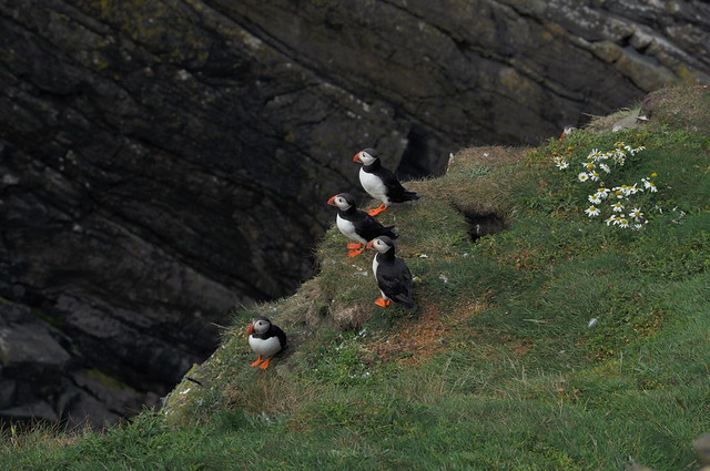 Puffins on the Shetland Islands