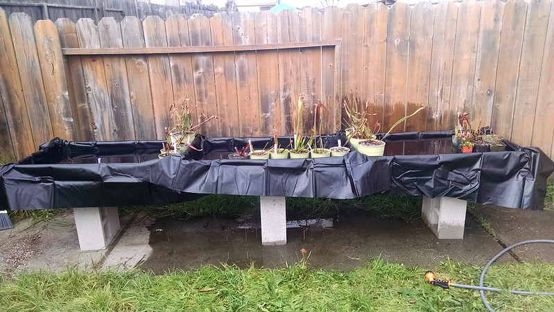 Building an outdoor carnivorous plant growspace.